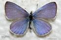 argiolus