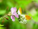 cardamines