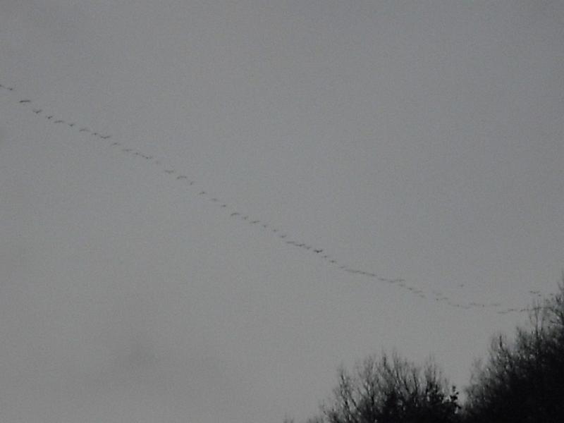 DSCF0229.JPG